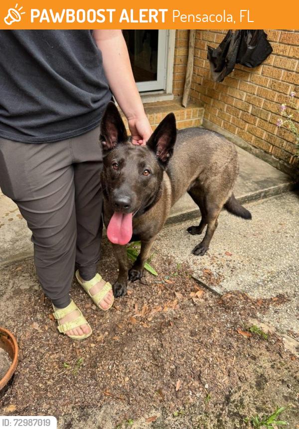Found/Stray Female Dog last seen Burgess & Joy, Pensacola, FL 32502