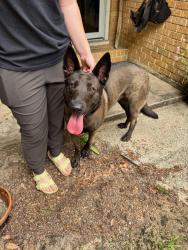 Found/Stray Female Dog last seen Burgess & Joy, Pensacola, FL 32502