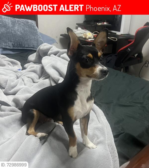 Lost Female Dog last seen negra con su pecho blanco con cafe , Phoenix, AZ 85031