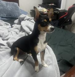 Lost Female Dog last seen negra con su pecho blanco con cafe , Phoenix, AZ 85031