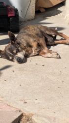 Lost Male Dog last seen Near spring ave, Delano, CA 93215