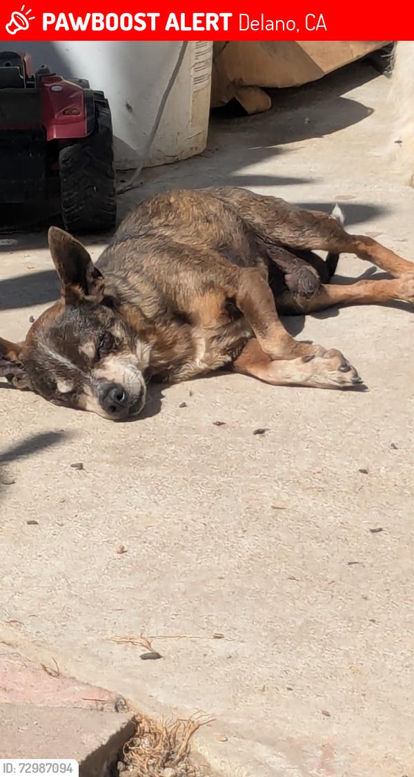 Lost Male Dog last seen Near spring ave, Delano, CA 93215