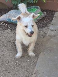 Reunited Male Dog last seen Near Michigan Ave, Beaumont, CA 92223, USA, Beaumont, CA 92223