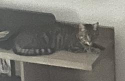 Lost Male Cat last seen Sunnydale and Las Lomas, Duarte, CA 91010