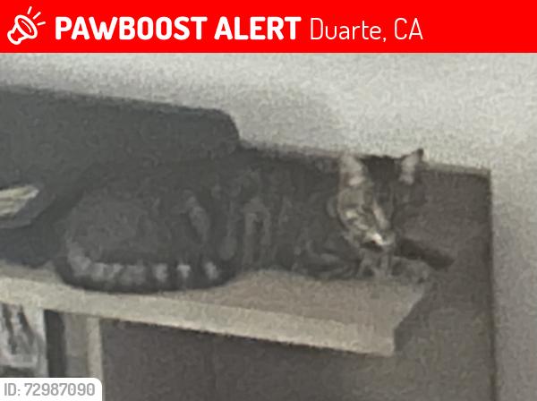 Lost Male Cat last seen Sunnydale and Las Lomas, Duarte, CA 91010