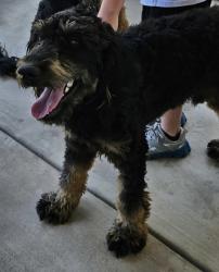 Lost Male Dog last seen Liberty st Knoxville, Tn , Knoxville, TN 37909