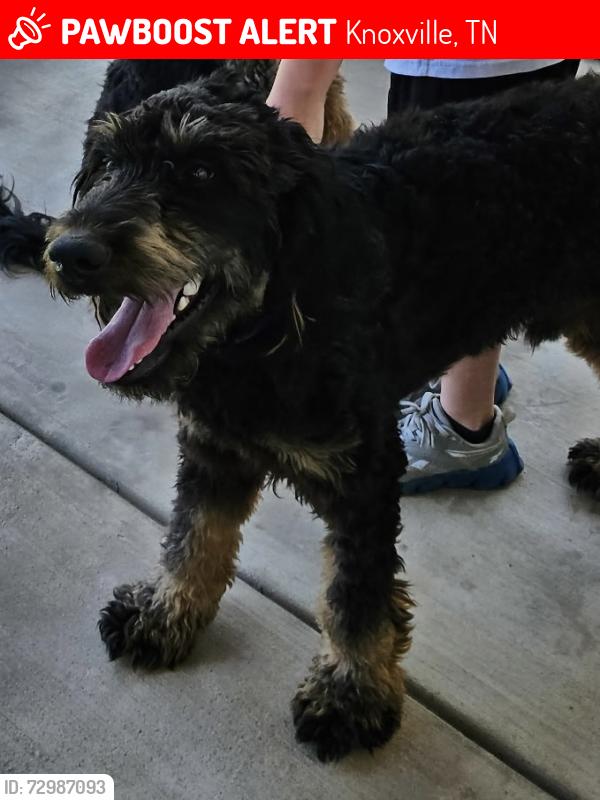 Lost Male Dog last seen Liberty st Knoxville, Tn , Knoxville, TN 37909