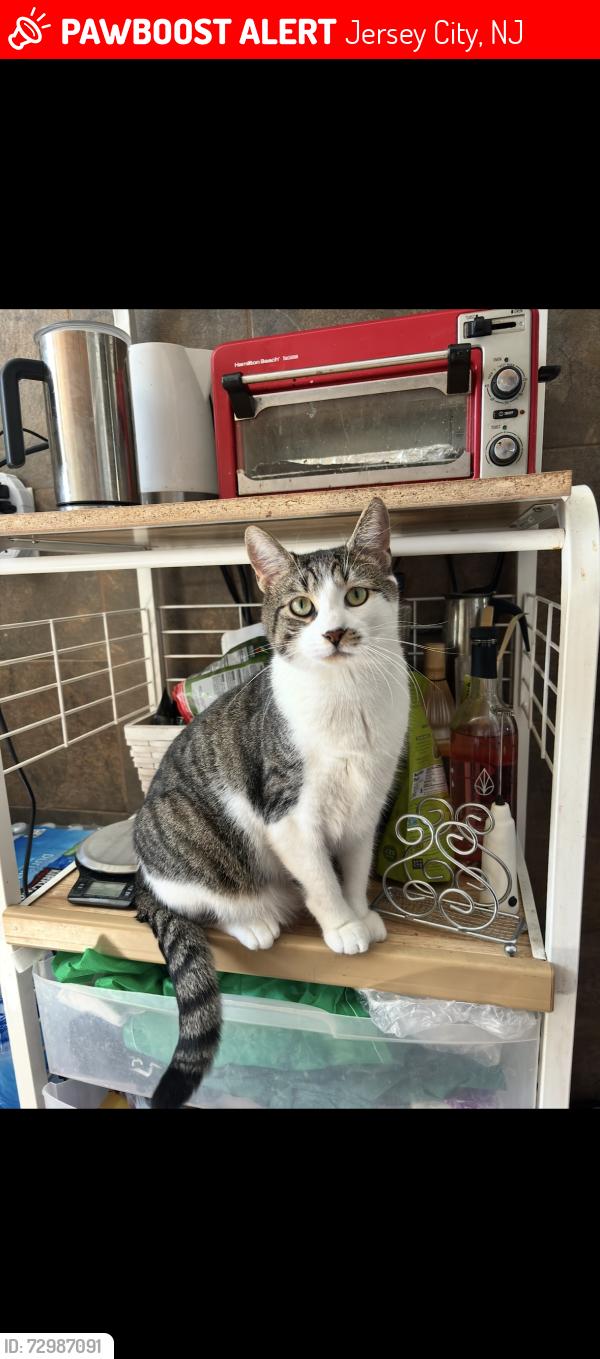 Lost Male Cat last seen Grieco drive / country village Jersey city , Jersey City, NJ 07305
