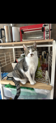 Lost Male Cat last seen Grieco drive / country village Jersey city , Jersey City, NJ 07305