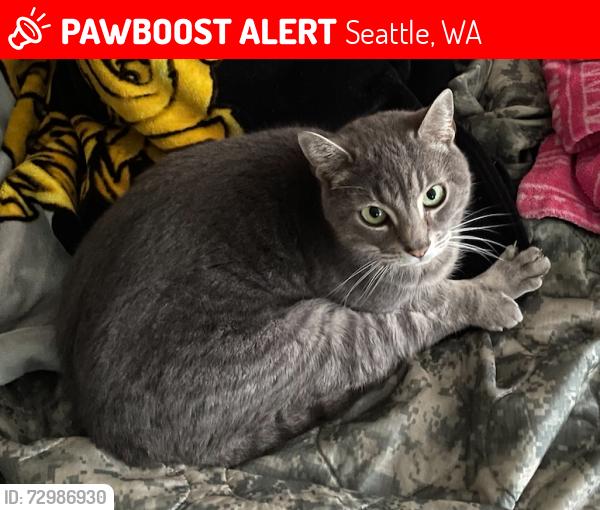 Lost Male Cat last seen North Acres Park and Haller Lake, Seattle, WA 98133