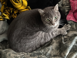 Lost Male Cat last seen North Acres Park and Haller Lake, Seattle, WA 98133