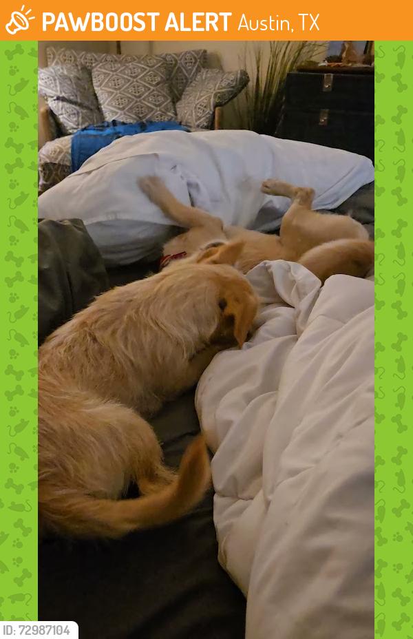 Found/Stray Male Dog last seen Near lansdowne rd, Austin, TX 78754