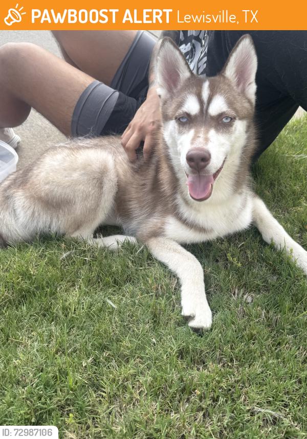 Found/Stray Female Dog last seen Near Hour Fitness at Castle Hills, Lewisville, TX 75056