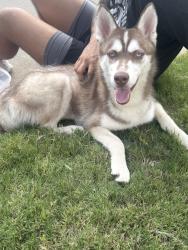 Found/Stray Female Dog last seen Near Hour Fitness at Castle Hills, Lewisville, TX 75056