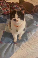 Lost Female Cat last seen 114th Terrace and Glen Arbor Terrace , Kansas City, MO 64114