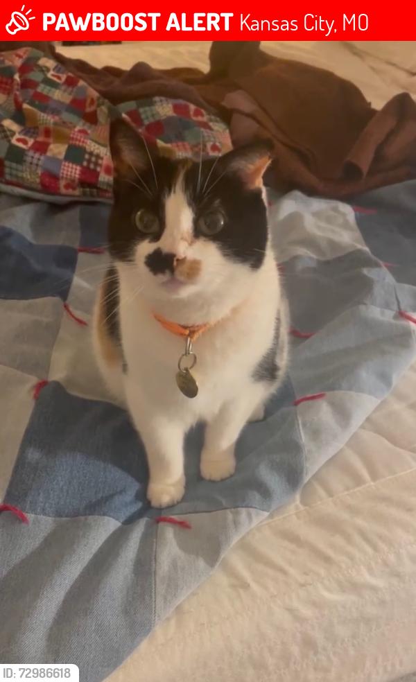 Lost Female Cat last seen 114th Terrace and Glen Arbor Terrace , Kansas City, MO 64114