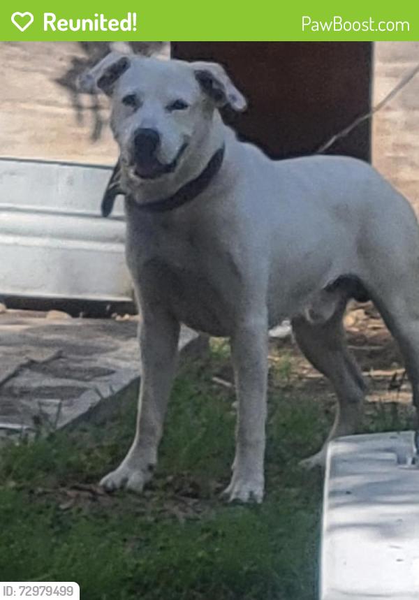 Reunited Male Dog last seen Avenue B, Seguin, TX 78155