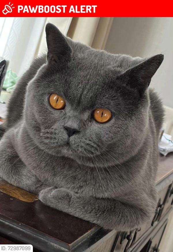 Lost Male Cat last seen Ayres Road , Stretford, England M16 7GP