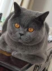 Lost Male Cat last seen Ayres Road , Stretford, England M16 7GP