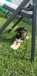 Lost Female Dog last seen Kroger's , Mesquite, TX 75181