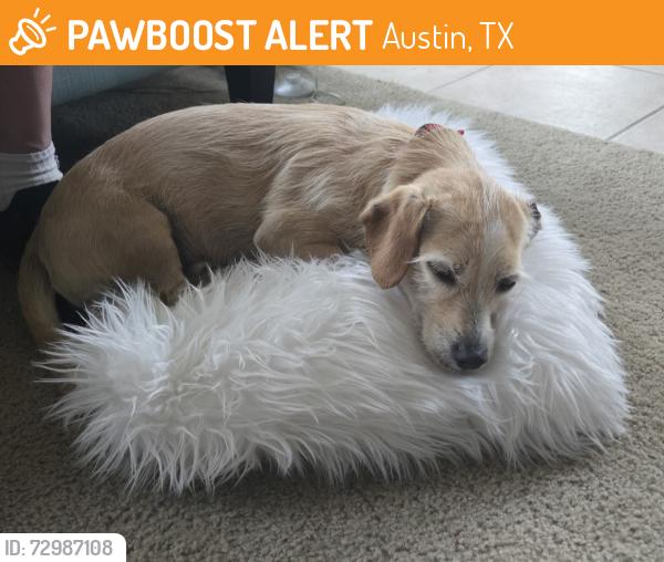 Found/Stray Male Dog last seen Near Lansdowne Rd , Austin, TX 78754