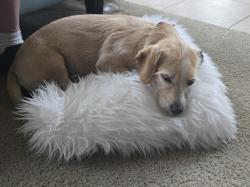 Found/Stray Male Dog last seen Near Lansdowne Rd , Austin, TX 78754