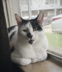 Lost Male Cat last seen West Bond Ave, West Oliver Ave, West Memphis, AR 72301