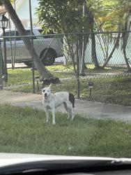 Found/Stray Female Dog last seen Quail Roost Dr, Miami, FL 33189