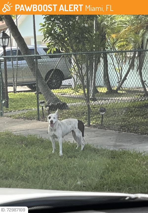 Found/Stray Female Dog last seen Quail Roost Dr, Miami, FL 33189