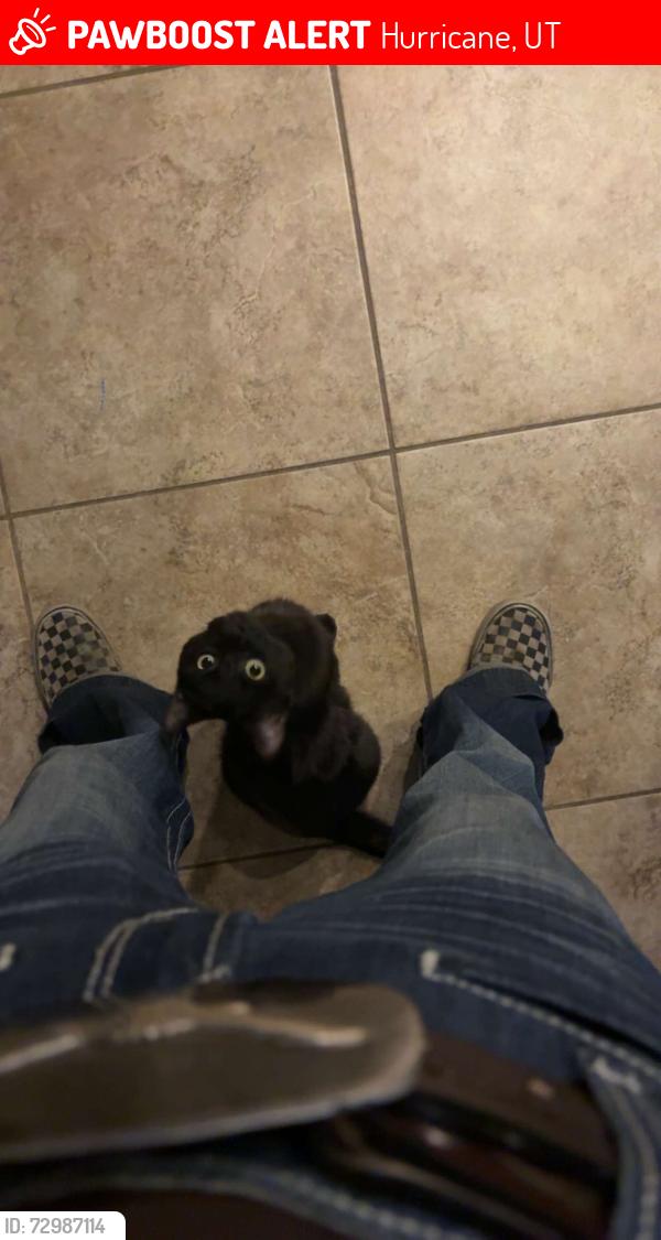 Lost Female Cat last seen Neighborhood area , Hurricane, UT 84737