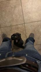 Lost Female Cat last seen Neighborhood area , Hurricane, UT 84737