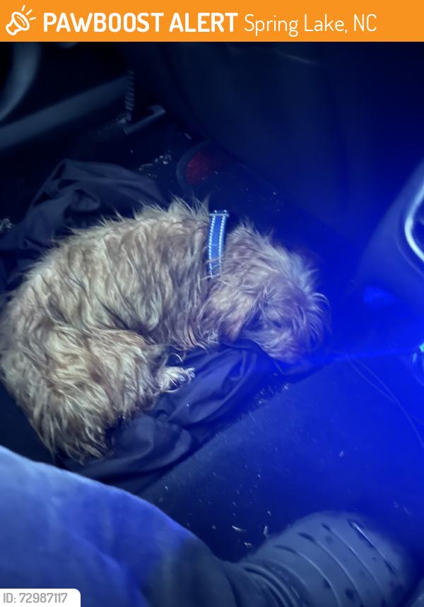 Found/Stray Female Dog last seen Mack St, Spring Lake, NC 28310