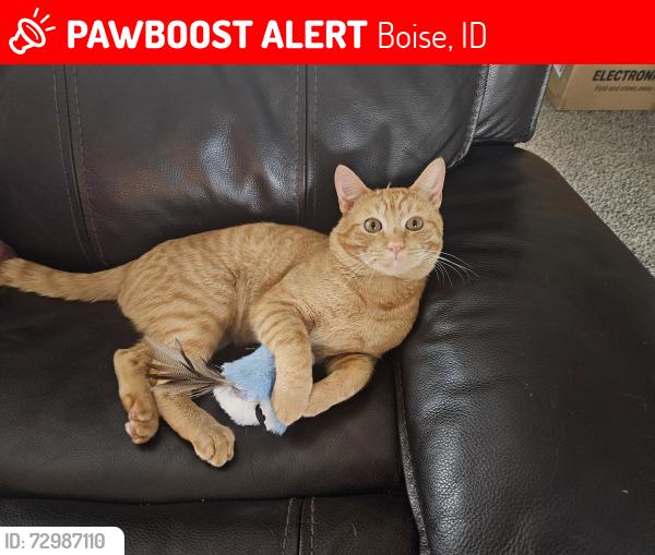 Lost Male Cat last seen Hollyhock off Grand Forrest , Boise, ID 83716
