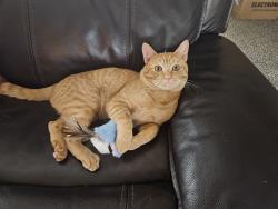 Lost Male Cat last seen Hollyhock off Grand Forrest , Boise, ID 83716