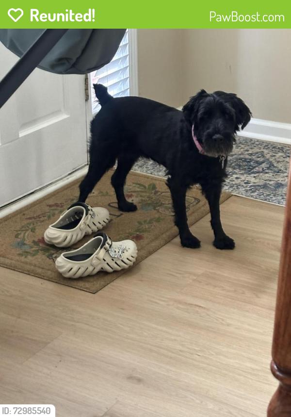 Reunited Female Dog last seen Thronbrook, 매리에타, GA 30066