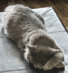 Lost Male Cat last seen Pixley St, Bloomfield, NM 87413