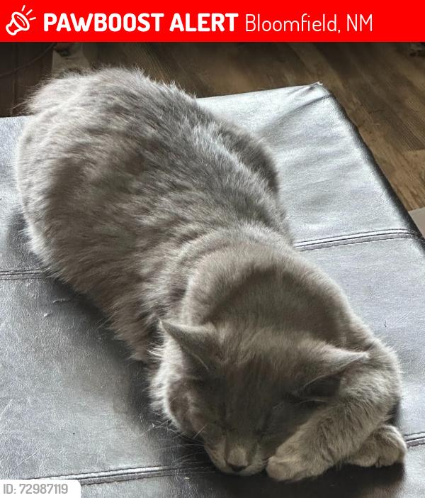 Lost Male Cat last seen Pixley St, Bloomfield, NM 87413