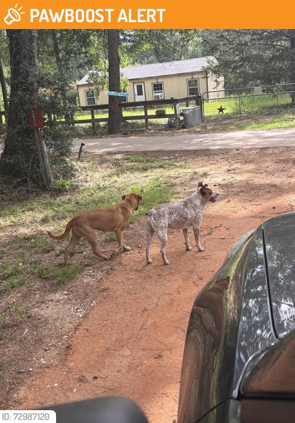 Found/Stray Male Dog last seen Cedar Lane / Levi Road, Montgomery County, TX 77378