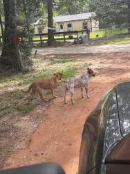 Found/Stray Male Dog last seen Cedar Lane / Levi Road, Montgomery County, TX 77378