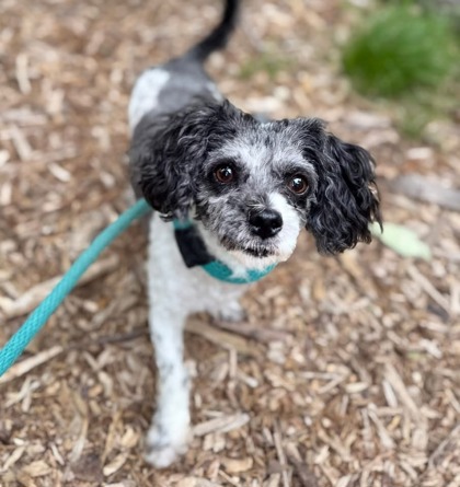 Shelter Stray Female Dog last seen Near Moreland Ave, 21216, MD, 301 Stockholm St, Baltimore, MD 21230, USA