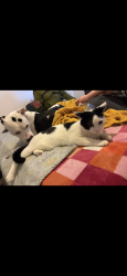 Lost Male Cat last seen Lancaster and Center street, Salem, OR 97301
