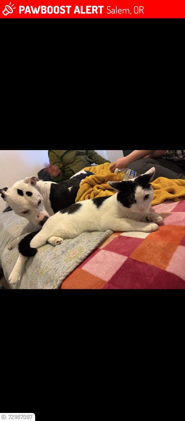 Lost Male Cat last seen Lancaster and Center street, Salem, OR 97301