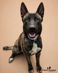 Shelter Stray Male Dog last seen S Maple Ave & E Springfield Ave, Fresno Zone Fresno CO 1A 93725, CA, 1510 W Dan Ronquillo Dr, Fresno, CA 93706, USA