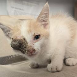 Shelter Stray Male Cat last seen E Kings Canyon and Crawford Ave, Reedley Zone Fresno CO 4 93654, CA, 1510 W Dan Ronquillo Dr, Fresno, CA 93706, USA