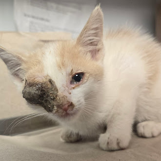 Shelter Stray Male Cat last seen E Kings Canyon and Crawford Ave, Reedley Zone Fresno CO 4 93654, CA, 1510 W Dan Ronquillo Dr, Fresno, CA 93706, USA