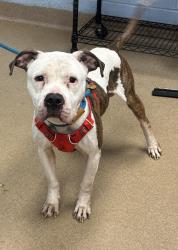 Shelter Stray Male Dog last seen Near Mell Ave., Clarkston, GA 30021, 30021, GA, 3280 Chamblee Dunwoody Rd, Chamblee, GA 30341, USA