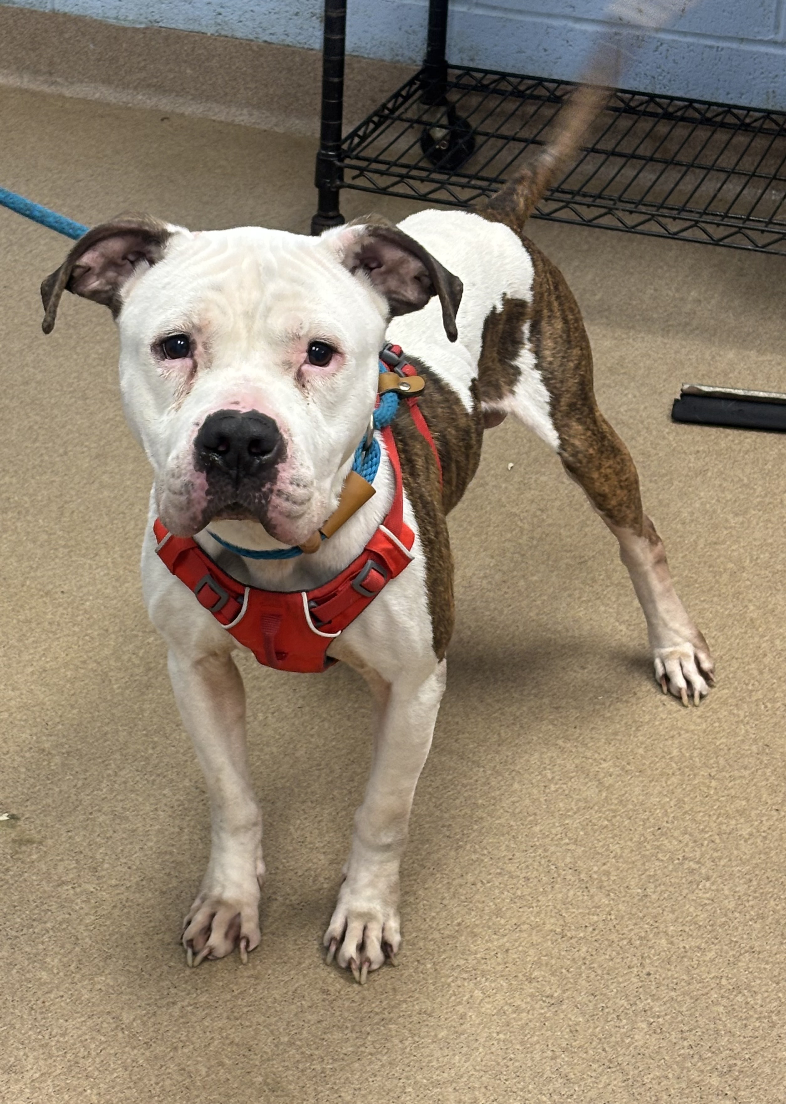 Shelter Stray Male Dog last seen Near Mell Ave., Clarkston, GA 30021, 30021, GA, 3280 Chamblee Dunwoody Rd, Chamblee, GA 30341, USA
