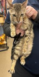 Shelter Stray Female Cat last seen Near Hidden Chase, Stone Mountain, GA 30088, 30088, GA, 3280 Chamblee Dunwoody Rd, Chamblee, GA 30341, USA