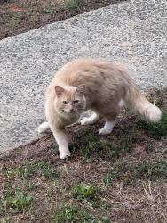 Found/Stray Unknown Cat last seen Near Audrey Garret Elementary, Mebane, NC 27302