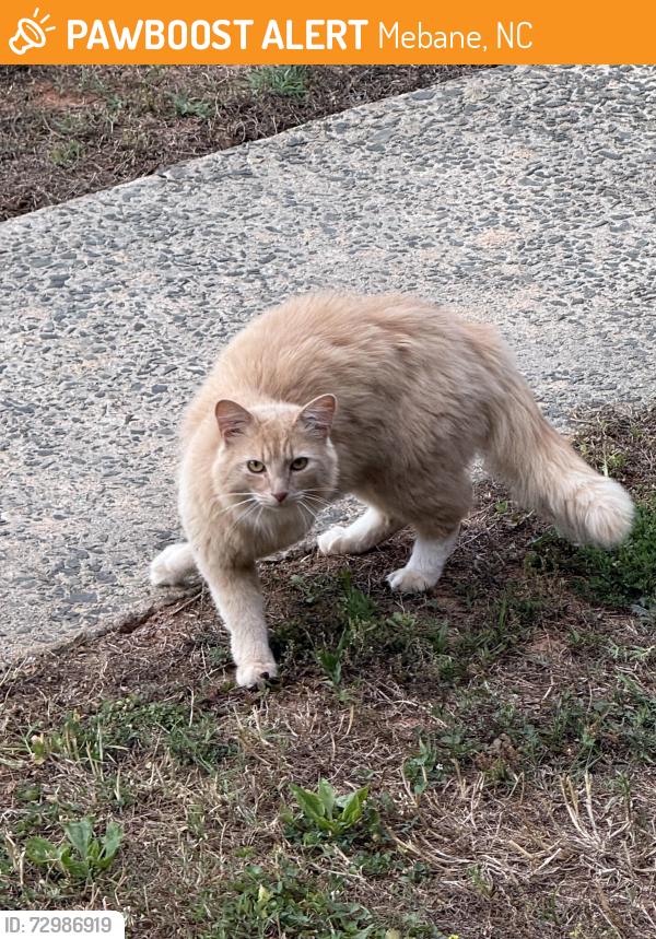 Found/Stray Unknown Cat last seen Near Audrey Garret Elementary, Mebane, NC 27302